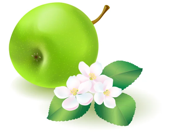 Zelené jablko s listy a květy — Stockový vektor