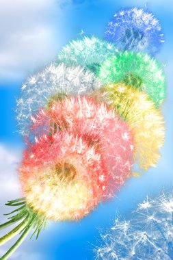 Dandelion flowers on blue sky background clipart