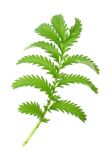 Bir yeşil yaprak — Stok fotoğraf