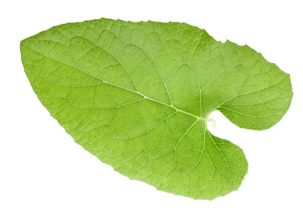 Ett grönt blad — Stockfoto