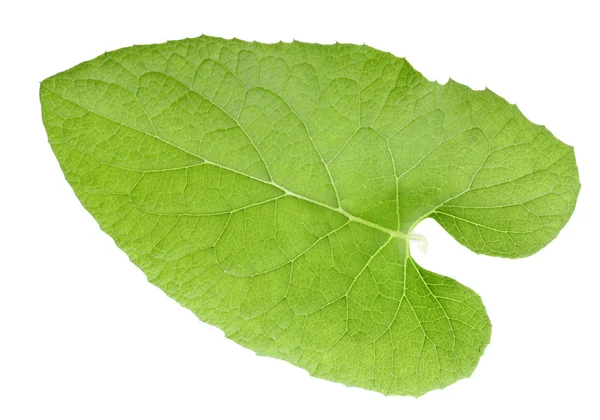 Una hoja verde — Foto de Stock