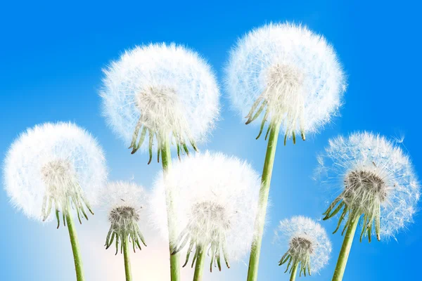 Dandelions on blue sky background — Stock Photo, Image