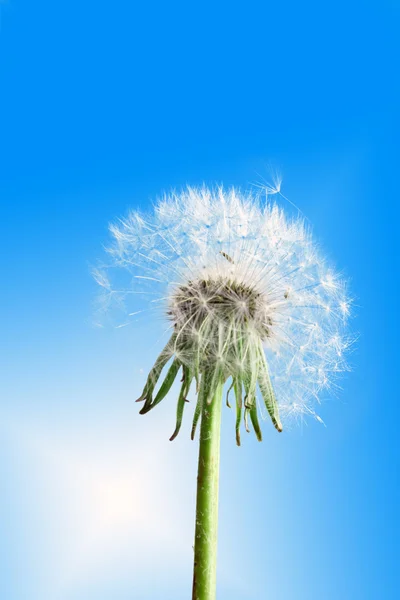 Maskros blomma på blå himmel — Stockfoto