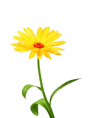 One orange flower of calendula clipart