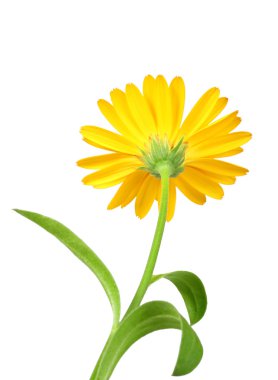 One orange flower of calendula clipart