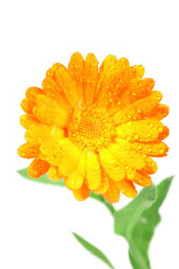 One orange flower of calendula clipart