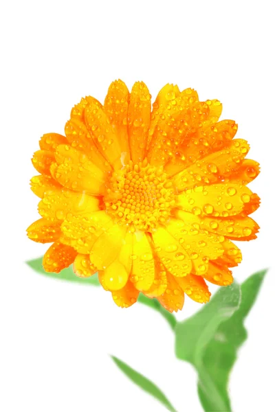 One orange flower of calendula — Stock Photo, Image