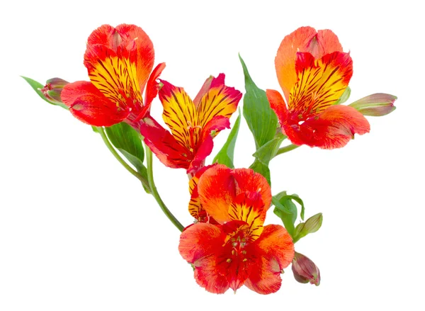 Flores naranjas y hoja verde — Foto de Stock