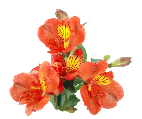 Orangefarbene Blumen und grünes Blatt — Stockfoto