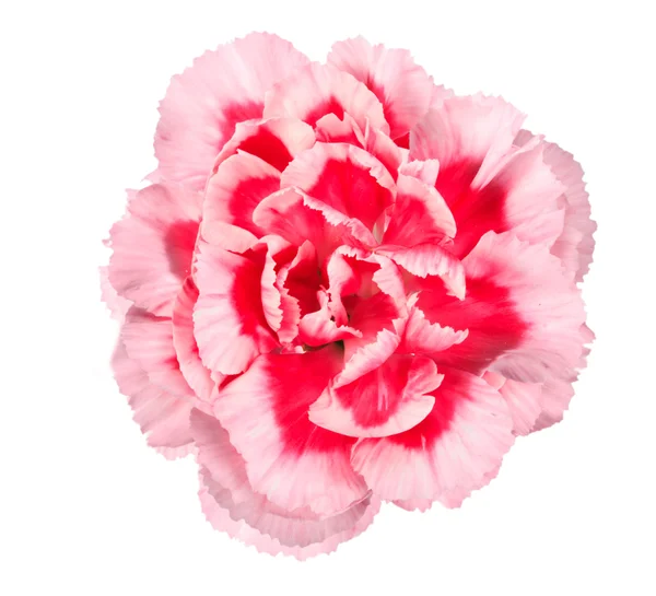 Rosa blomma nejlika — Stockfoto