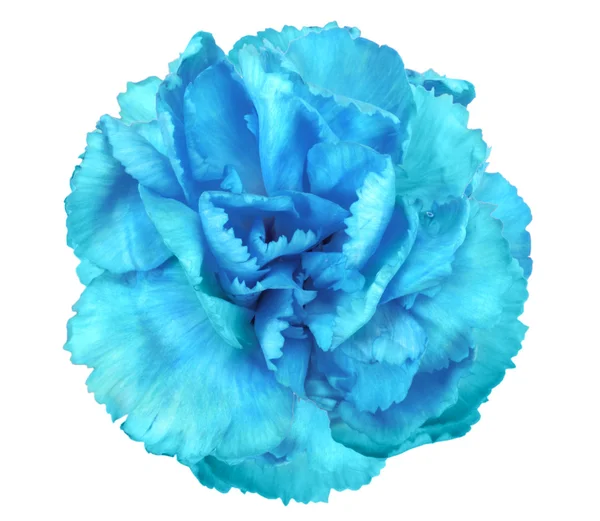Niebieski kwiat goździka — Zdjęcie stockowe