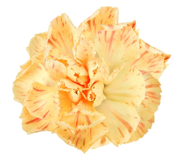 Flor naranja de clavel — Foto de Stock