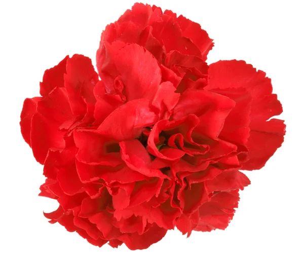 stock image One a red carnation