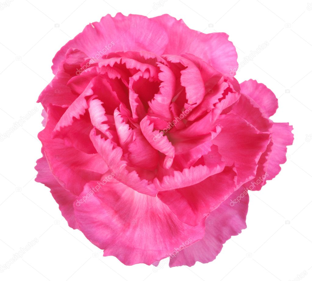 One Pink Flower Isolated on White Background Stock Photo - Image