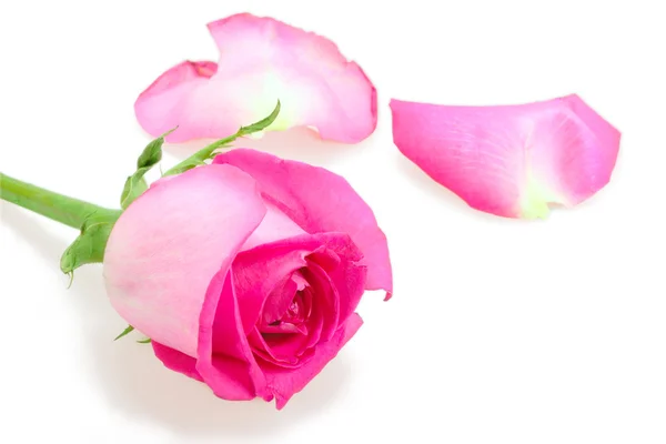 Roze bud-bloem van roos — Stockfoto
