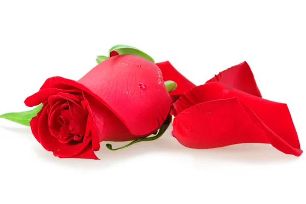Röd knopp-blomma ros — Stockfoto