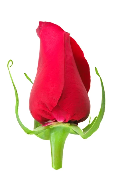 Knopp-blomma ros — Stockfoto