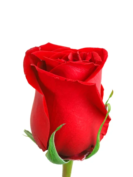 Röd knopp-blomma ros — Stockfoto