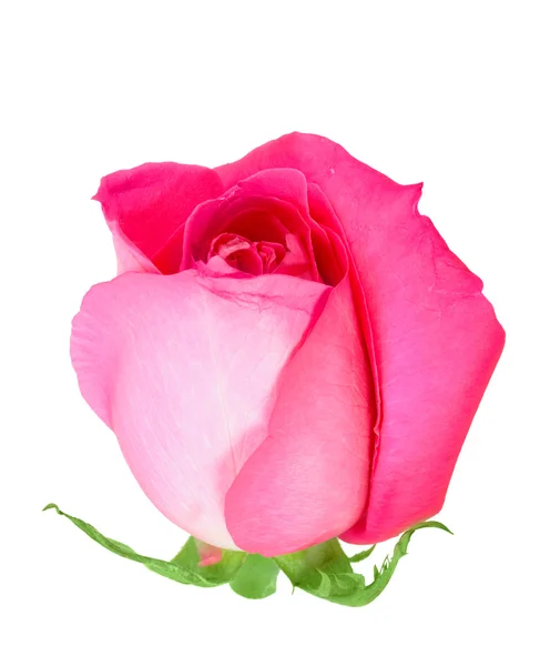 Pink bud-flower of rose — Stock Photo, Image