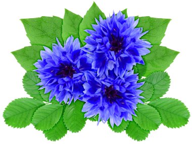 Blue flowers with green leaf clipart