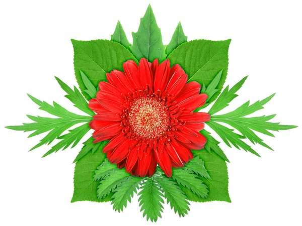Красный цветок с зеленым листом — стоковое фото