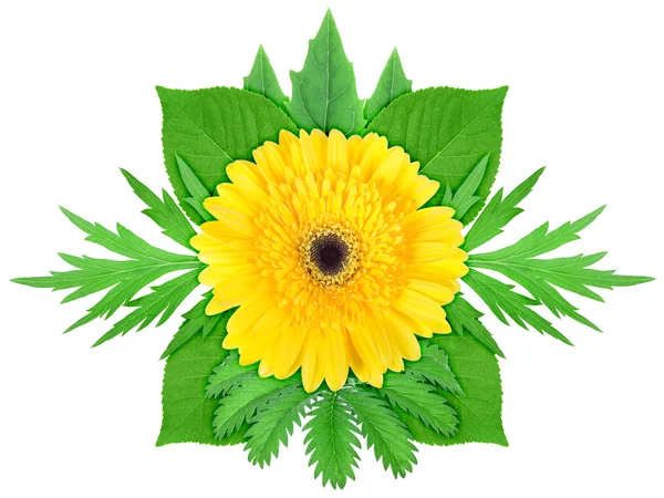 Yellow flower with green leaf — Stock Photo, Image