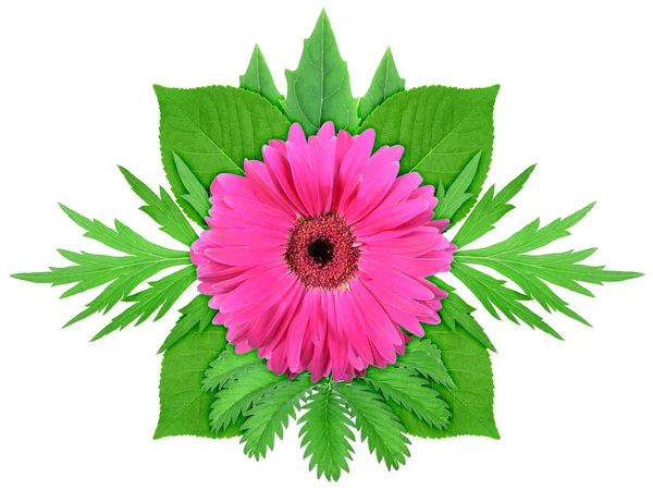 Flor roxa com folha verde — Fotografia de Stock