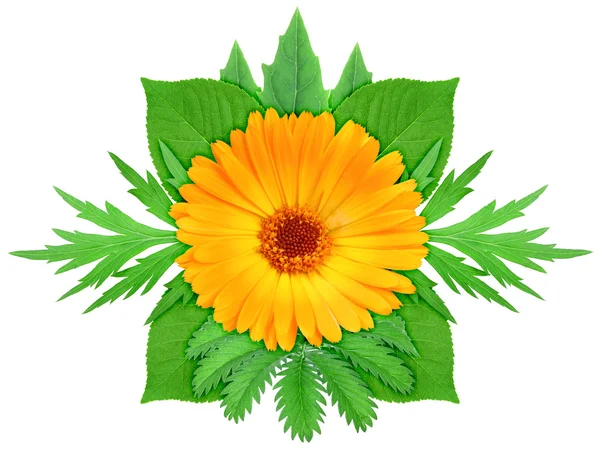 Πορτοκαλί λουλούδι με πράσινο φύλλο — Φωτογραφία Αρχείου