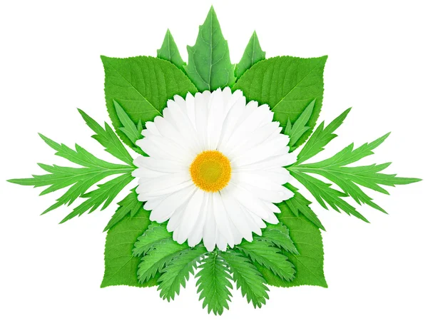 Vita blommor med gröna blad — Stockfoto
