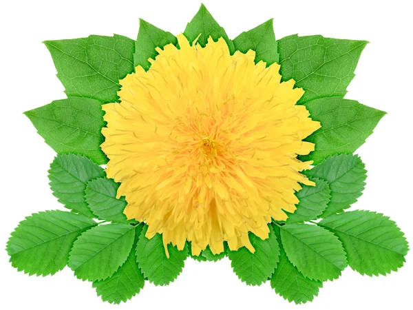 Yellow flower with green leaf — Stock Photo, Image