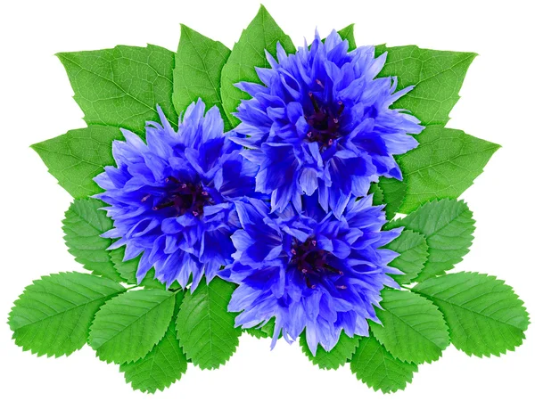 Blue flowers with green leaf — Stock Photo, Image