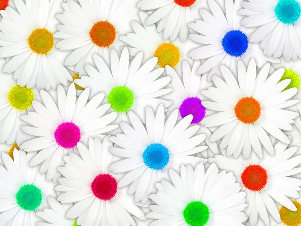 Arka plan beyaz çiçeklerle rengarenk Merkezi ile — Stok fotoğraf