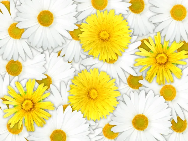 Tło żółte i białe kwiaty — Zdjęcie stockowe
