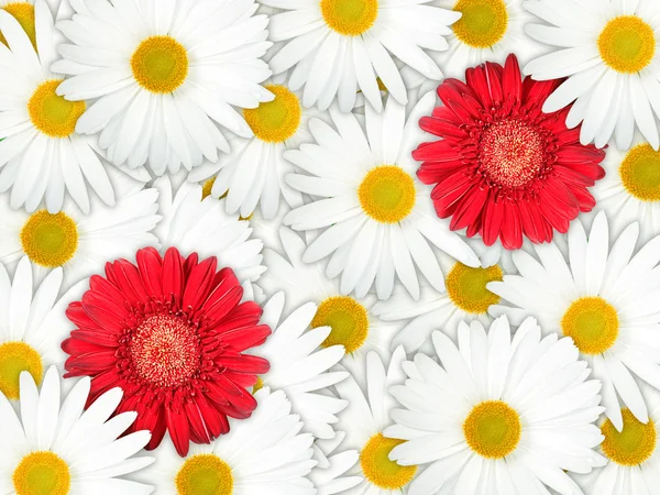 背景的红色和白色的花朵 — 图库照片