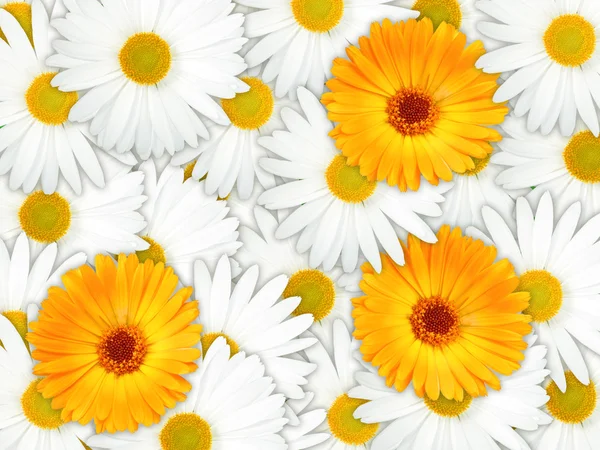 Arka planda turuncu ve beyaz çiçekler — Stok fotoğraf