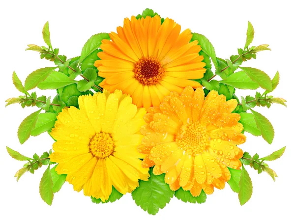 Három narancssárga virág és zöld levél — Stock Fotó