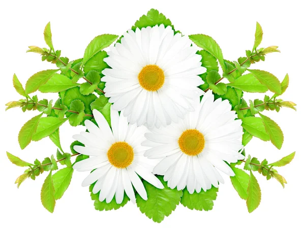 Tři bílé květy s zelený list — Stock fotografie