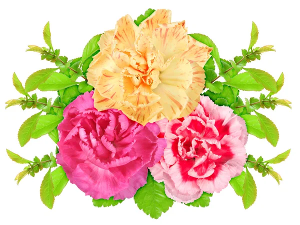 Három tarka virág és zöld levél — Stock Fotó