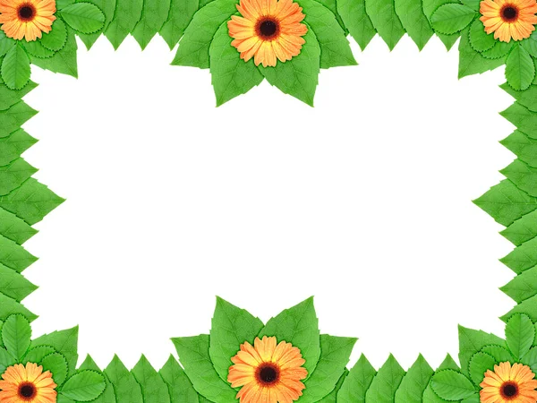 Floral πλαίσιο με πορτοκαλί λουλούδια και πράσινο φύλλο — Φωτογραφία Αρχείου