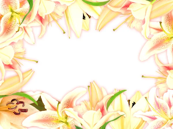 Blommig ram med lily blommor och gröna blad — Stockfoto