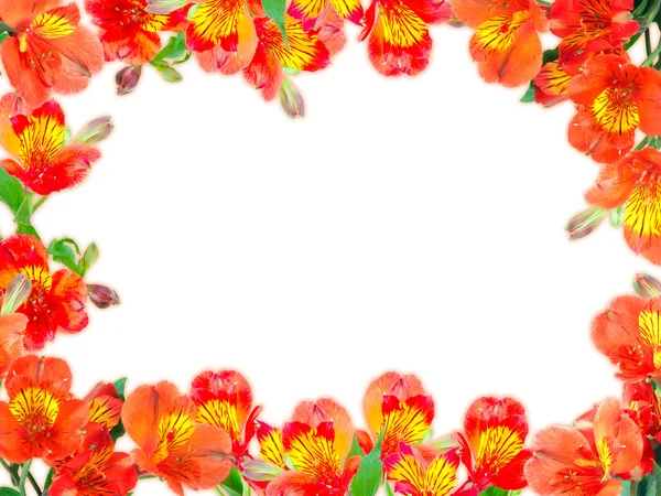 Turuncu Çiçek ve yaprak yeşil çerçeve çiçek — Stok fotoğraf