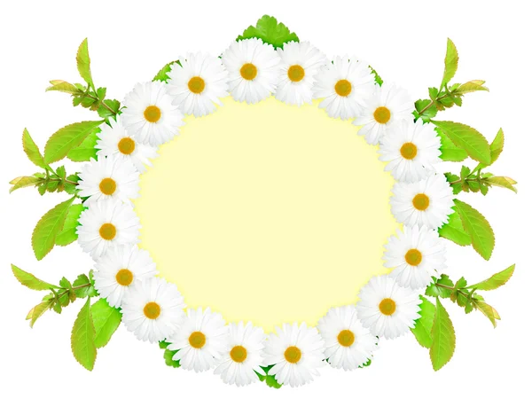 Эллипс рамка с белыми цветами — стоковое фото