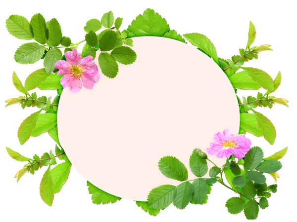 Rahmen mit rosa Dog-Rose Blüten — Stockfoto