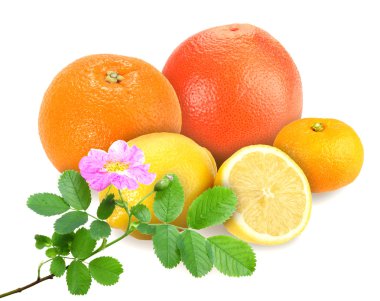 Citrus fruits with branch of dog-rose clipart