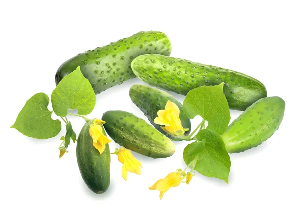 Green cucumbers with leaf and yellow flowers — Stock Photo, Image