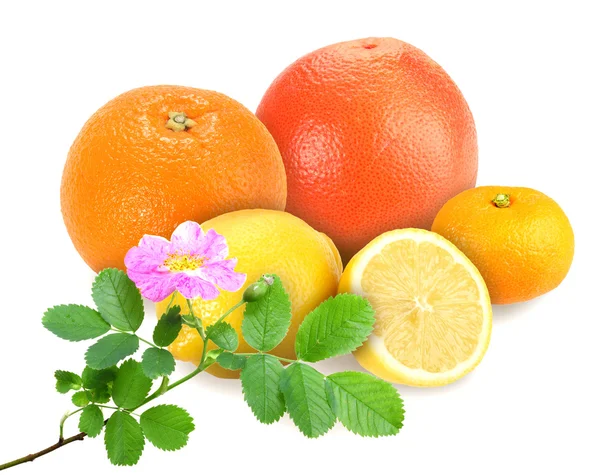Citrus fruits with branch of dog-rose — Stock Photo, Image