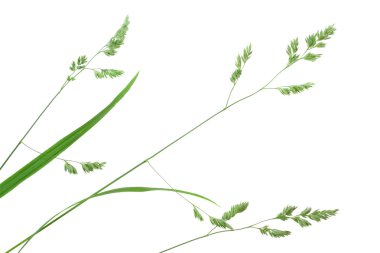 Branch of green grass clipart