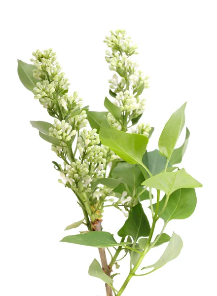 One vertical branch of white lilac — Stock Photo, Image