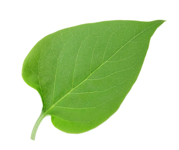 Один зеленый лист сирени — стоковое фото