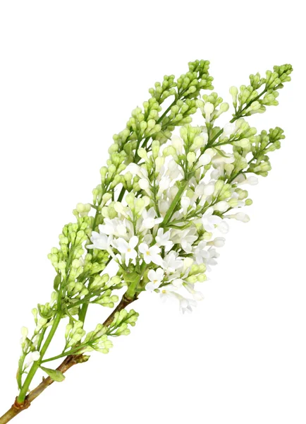 Vertical branch of white lilac without leaf — Stock Photo, Image